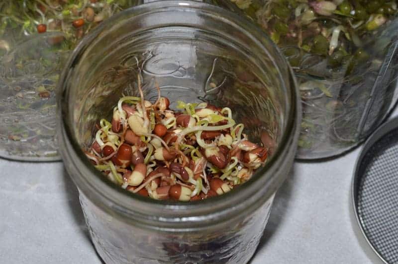 grow-bean-sprouts-at-home-for-pennies-in-just-a-week