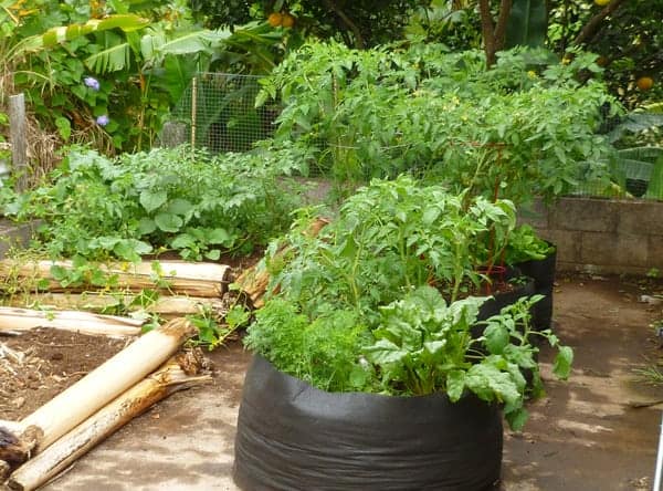 How to Grow Vegetables in Containers for a Plentiful Garden