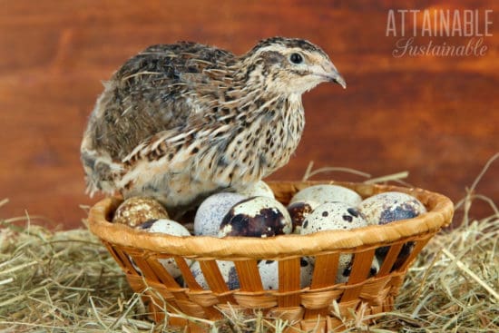 Coturnix Quail : Raising Quail for Eggs and Meat Purposes