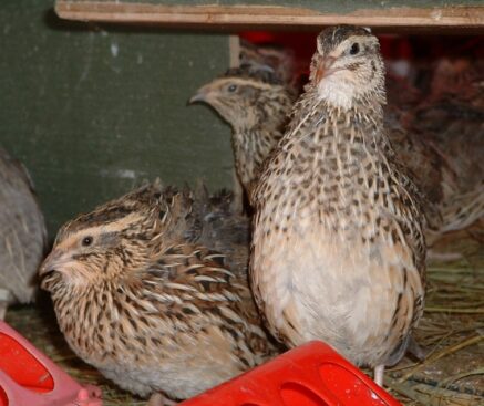 Coturnix Quail : Raising Quail for Eggs and Meat Purposes