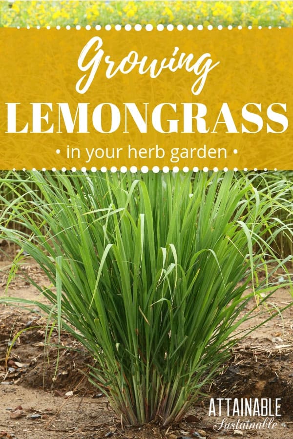 How To Grow Lemongrass (in The Garden And In Containers)