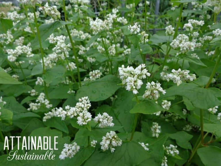 Buckwheat Plants 9 Reasons Growing Buckwheat Makes Sense