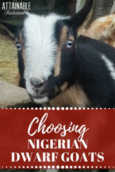 Nigerian Dwarf Goats: Top 5 Reasons to Choose them for Your Homestead