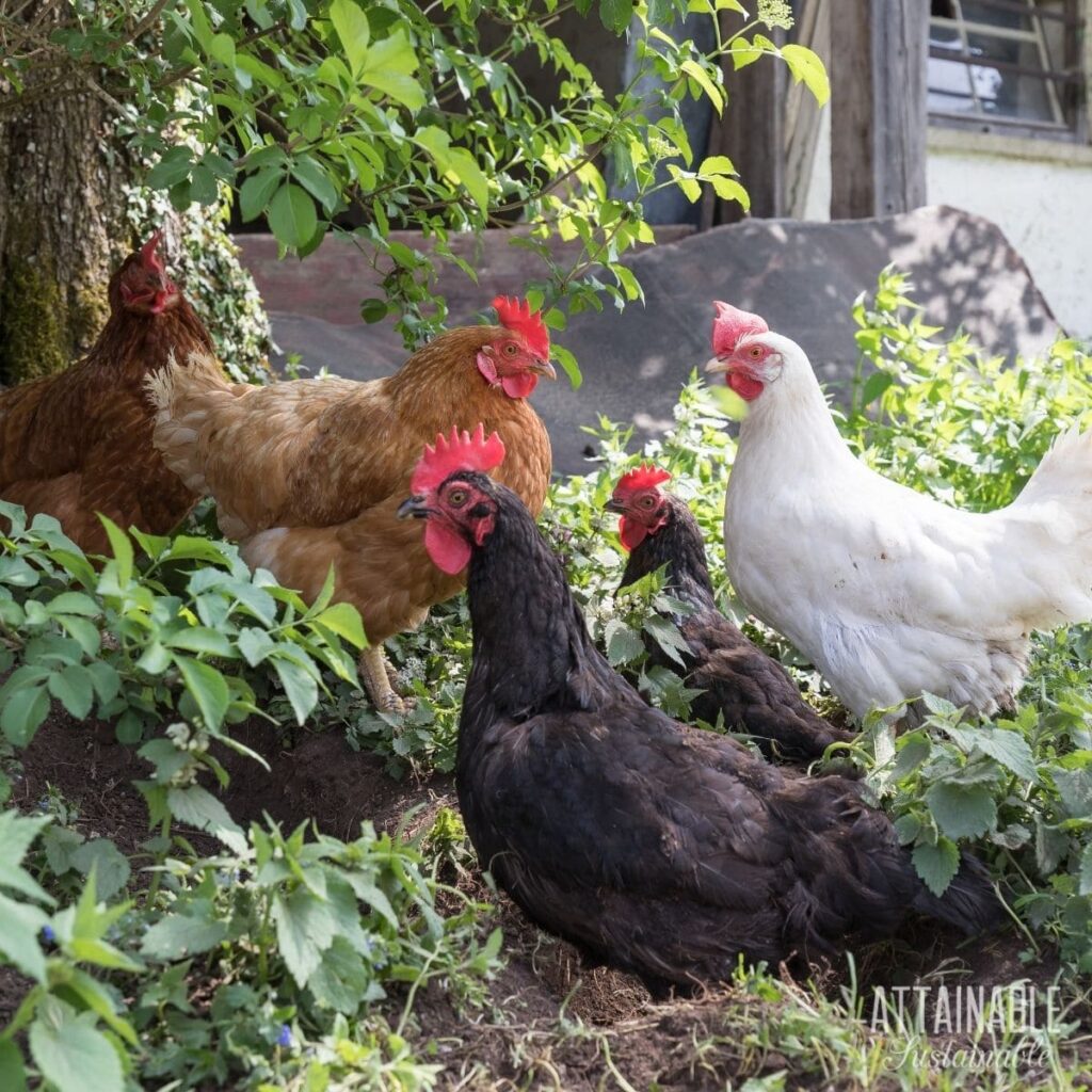 how-to-keep-chickens-cool-in-summer-heat-attainable-sustainable