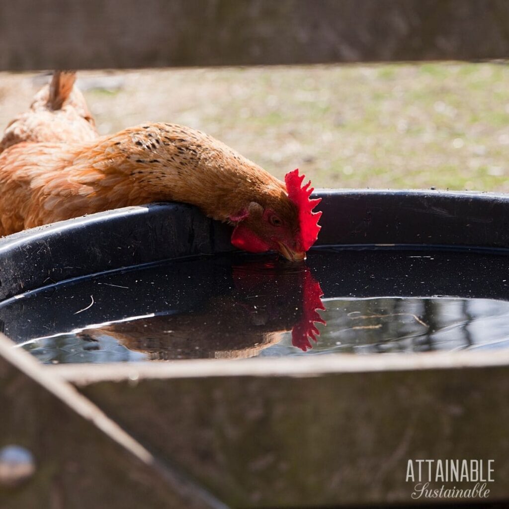 how-to-keep-chickens-cool-in-summer-heat-attainable-sustainable