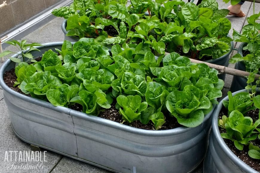 The Best 11 Vegetables to Grow in Pots and Containers