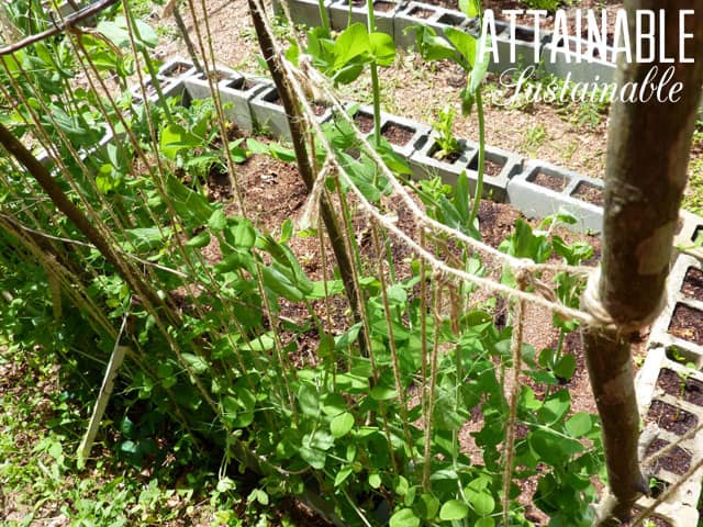 These Easy DIY Trellis Ideas Will Get Your Garden Growing UP!