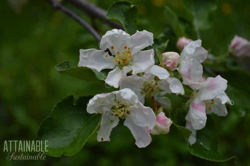 crabapple blossoms, white with a pink tinge