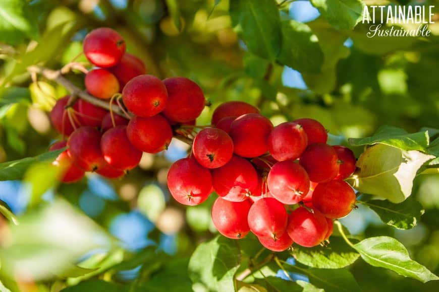 red crabapples on a branch