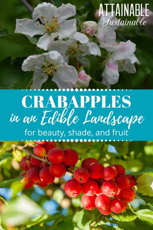are crab apples safe for dogs