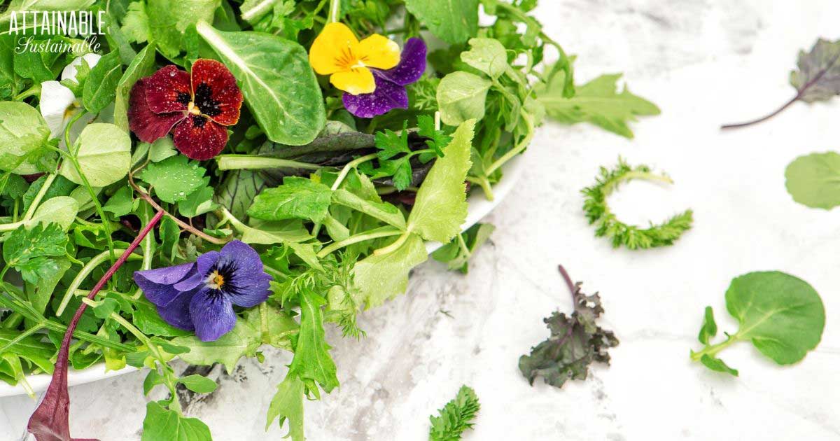Growing edible flowers in your garden