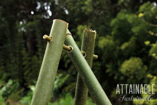 How To Build A Bamboo Trellis For Your Garden Attainable Sustainable®