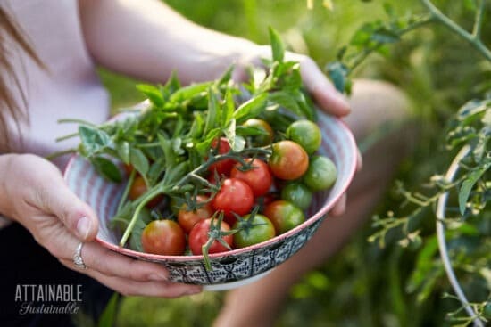 plant-your-own-garden-how-to-start-a-vegetable-garden-from-scratch