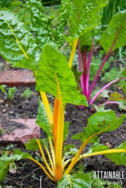 Growing Swiss Chard in Containers and in the Vegetable Garden