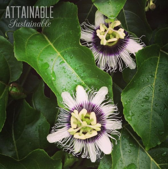 two passion fruit flowers against green leaves