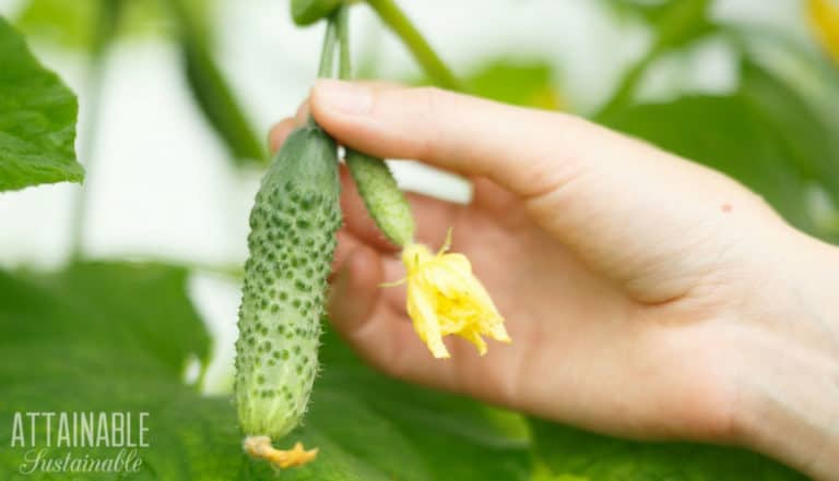 Growing Cucumbers For Fresh Eating Or Prize Winning Pickles