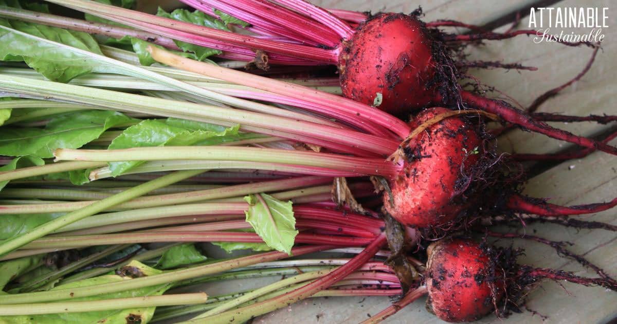 What To Do With Beet Greens 10 Ways To Love Them 