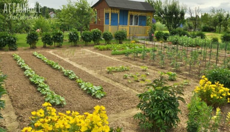 Victory Gardens 7 Reasons To Grow Your Own Backyard Food