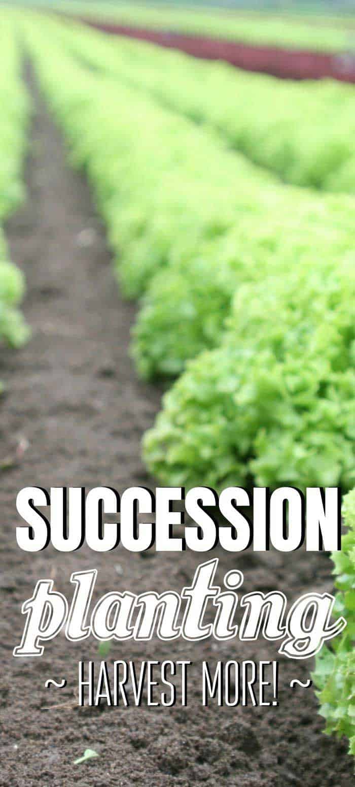 Succession Planting: How To Extend Your Harvest Season