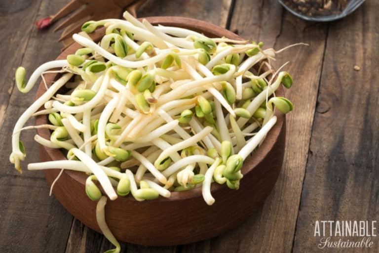 bean sprout replacement