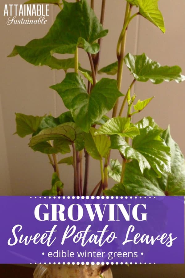Sweet Potato Vine An Edible Green To Grow Indoors