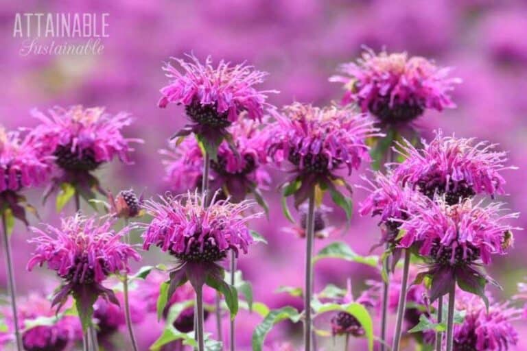 Flowers that Attract Bees for the Best Pollinator Garden