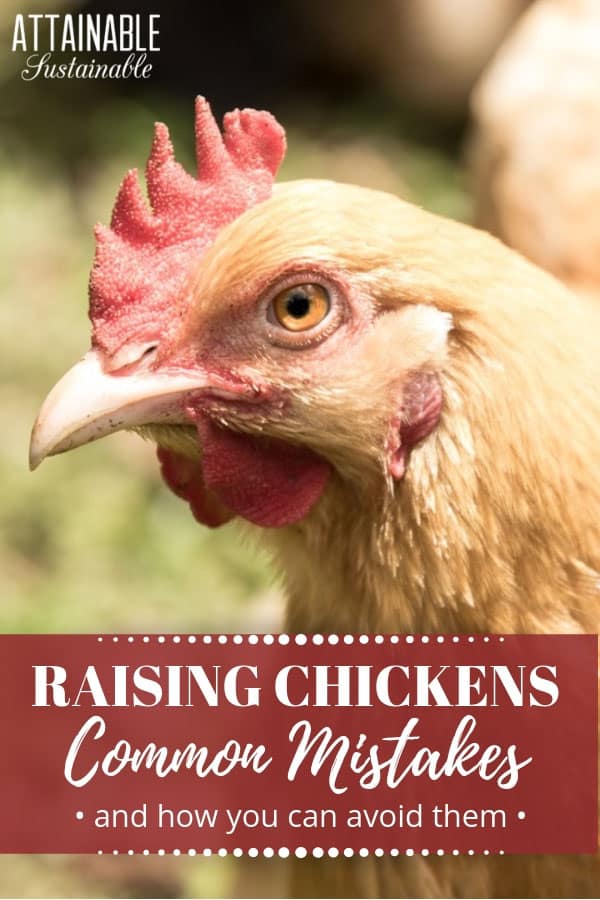 6 Chicken Coop Mistakes I Made (And How To Avoid Them)