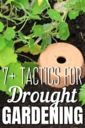 Drought Resistant Crops & Water Wise Techniques for the Veggie Garden