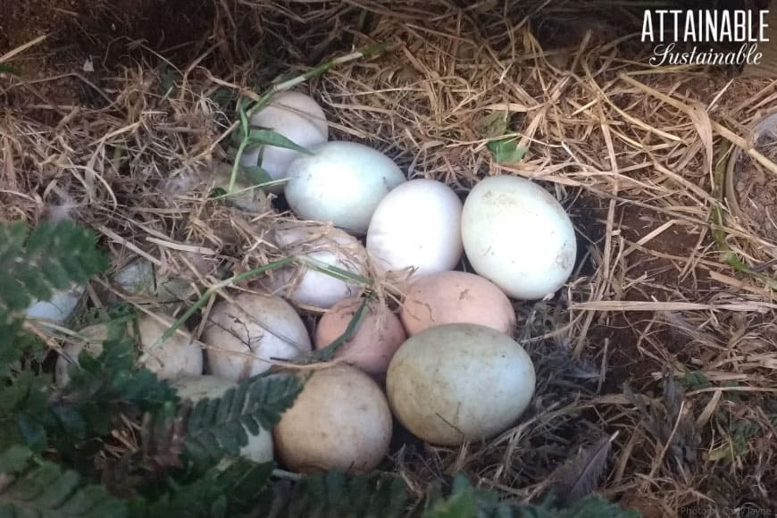 Сколько сидит утка на яйцах. Утиные яйца. Яйца уток. Инкубационное яйцо мускусной утки. Инкубационное яйцо тяжелой линии мускусной утки.