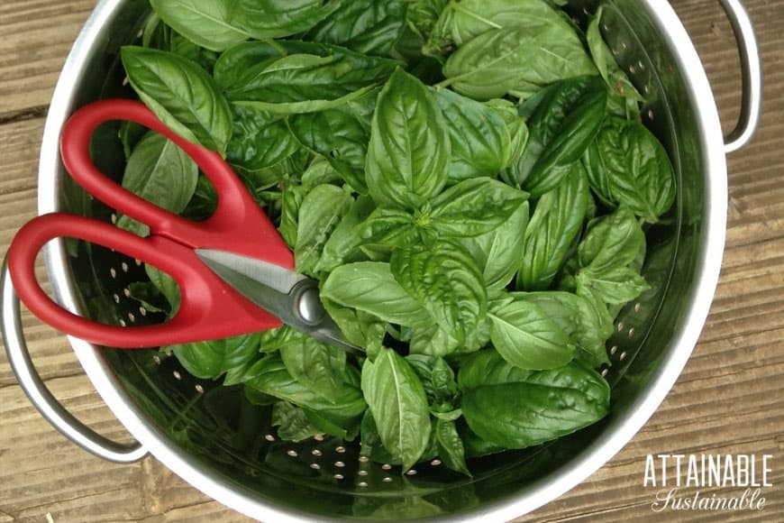 Fresh vs. Dried Basil - Tips and Amounts - TheCookful