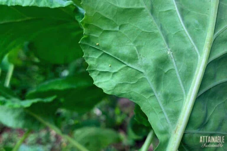 Cabbage White Butterfly: How to Prevent Caterpillar Damage