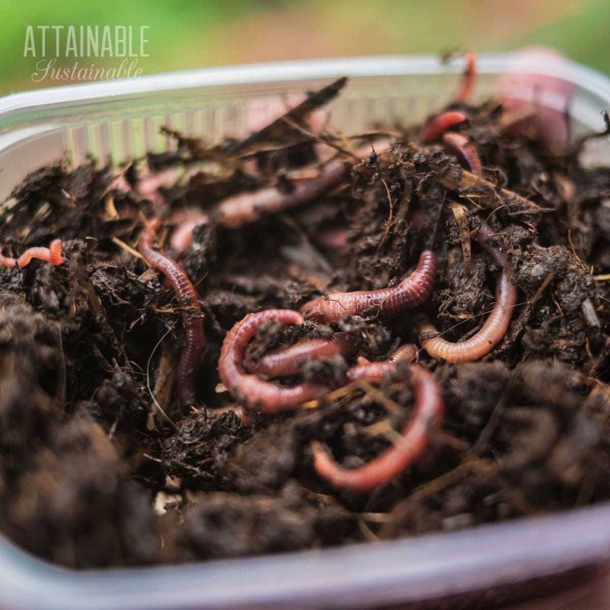 Easy ways to get started with composting! One of the easiest and low