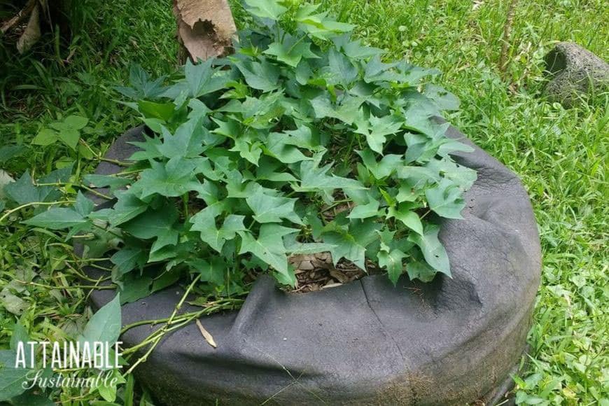 Potato Grow Bags: 4 Tips for Growing Potatoes in a Bag - The garden!