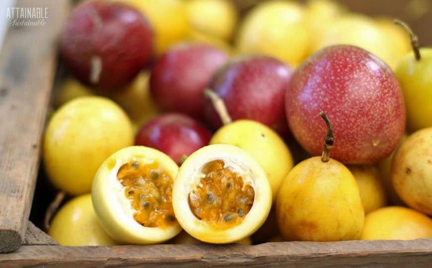 passion fruit , some with flesh showing