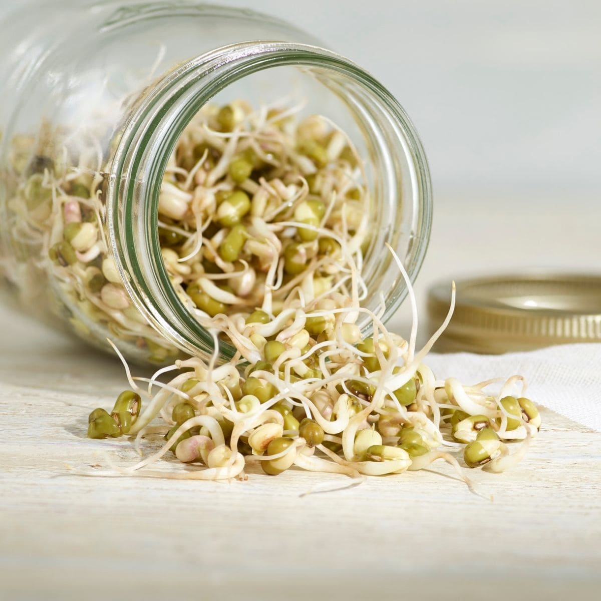 Bean Sprouts (bag) – Wild Greens