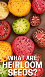 What Are Heirloom Seeds? (And Why You Should Grow Them!)