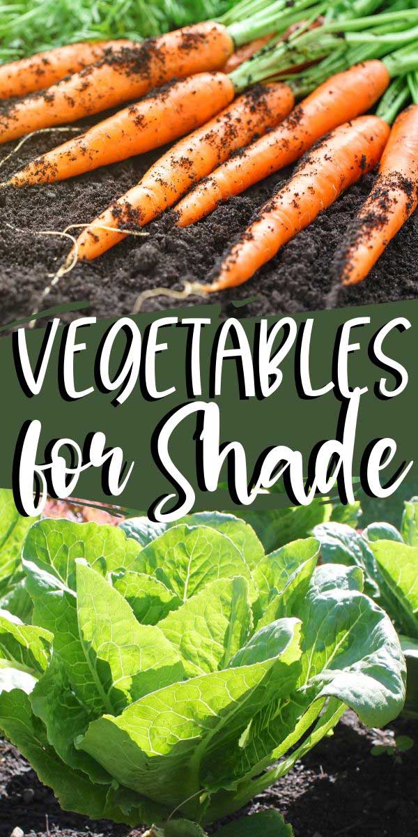 Planting Vegetables that Grow in Shade for a Successful Harvest