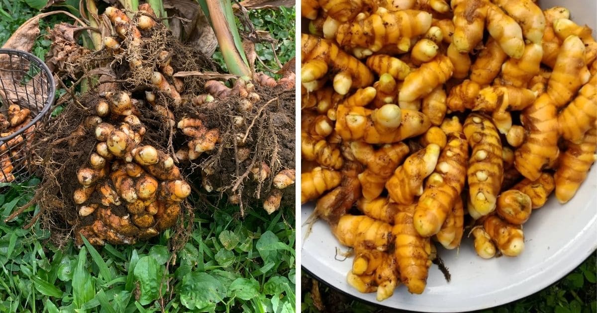 How To Start Growing Turmeric At Home   FB Feature MASTER 12 