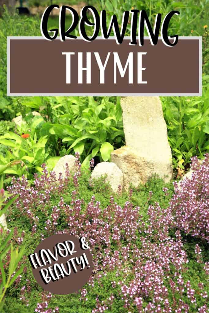 Growing Thyme In Gardens & Containers - Attainable Sustainable®