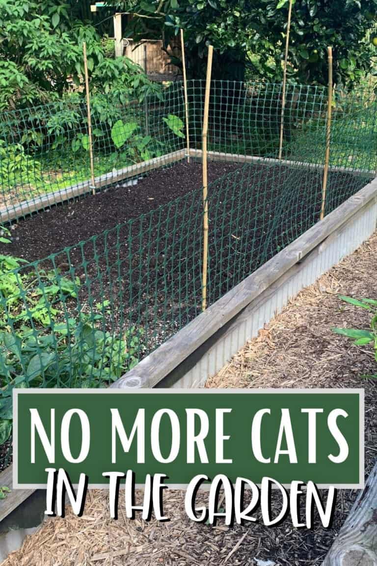 Keeping Cats Out of the Garden - Attainable Sustainable®