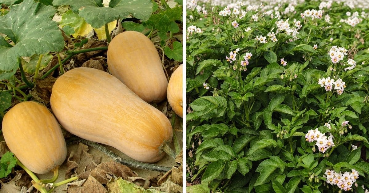 Growing A Survival Garden With Staple Crops Attainable Sustainable