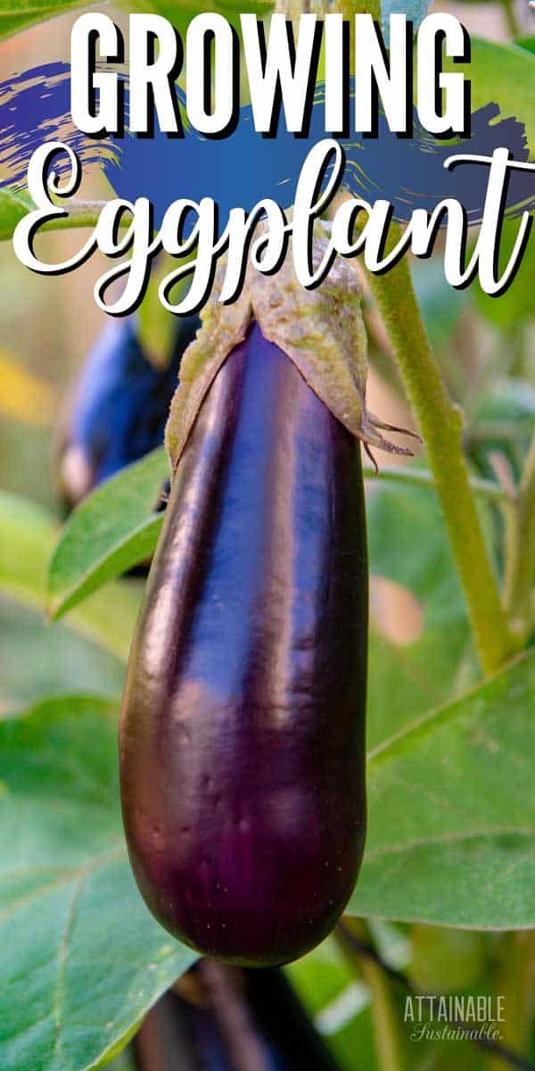 How to Grow Eggplant in Your Garden Attainable Sustainable®