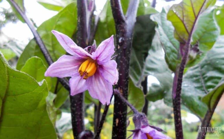 How To Grow Eggplant In Your Garden Attainable Sustainable® 