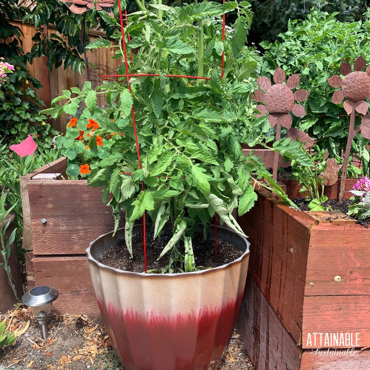 tomato plants growing