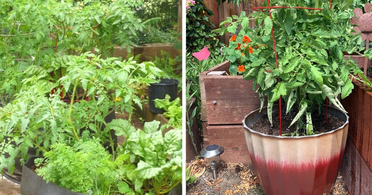 Growing Tomatoes in Grow Bags: A Comprehensive Guide