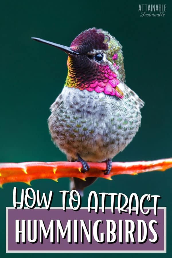 How To Attract Hummingbirds To Your Garden Attainable Sustainable® 1013