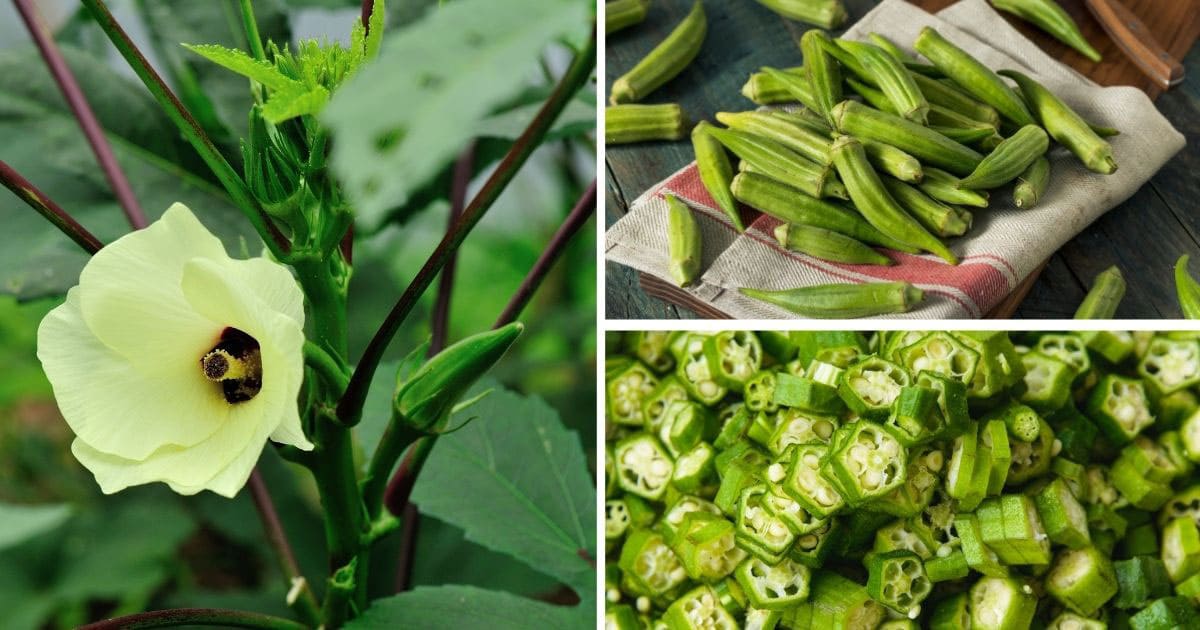 Growing Okra in the Home Garden Attainable Sustainable®