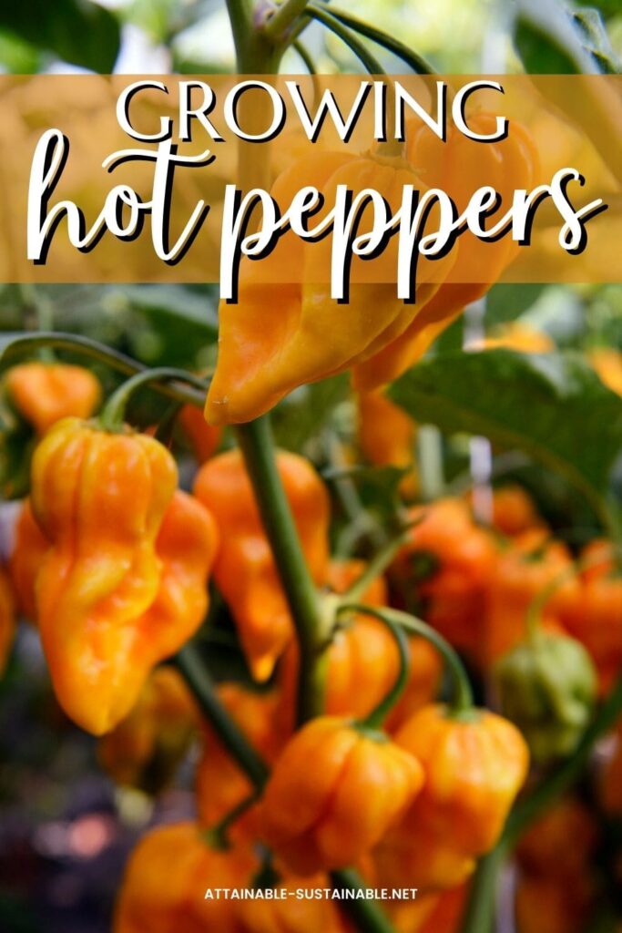 How To Grow Hot Peppers For Homegrown Fiery Flavor