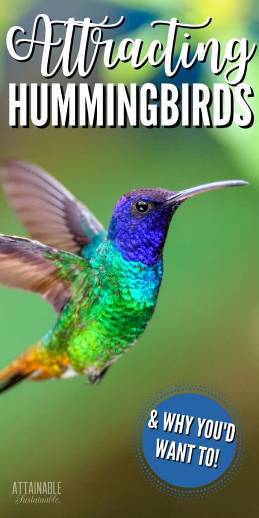 How to Attract Hummingbirds to Your Garden - Attainable Sustainable®