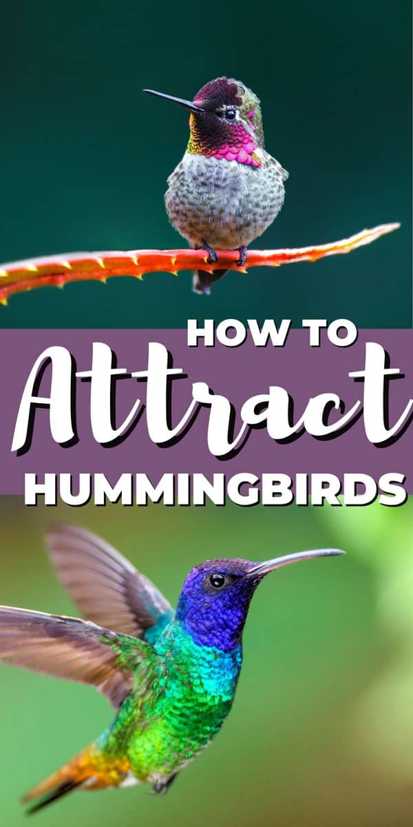 How to Attract Hummingbirds to Your Garden - Attainable Sustainable®